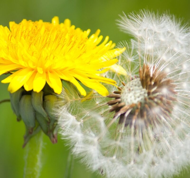 Transforming Business Operations with Adaptive Corporate Services